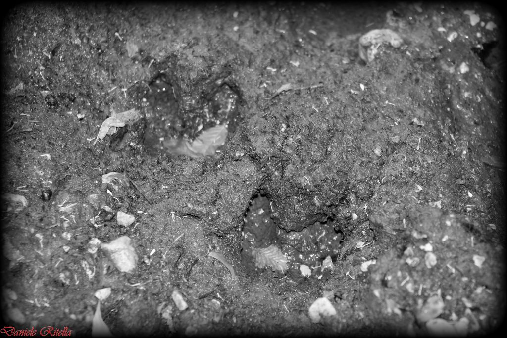 Sono impronte di cinghiale???